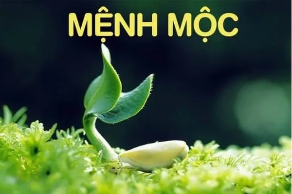 Cách Chọn Gạch Lát Nền Hợp Mệnh Mộc